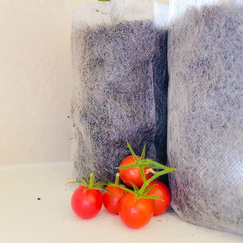 2 Live Plants, Supersweet 100 Cherry Tomato - Picture 3 of 4